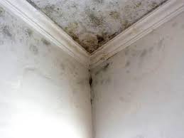 Best Real Estate Mold Inspection  in Baltimore, MD